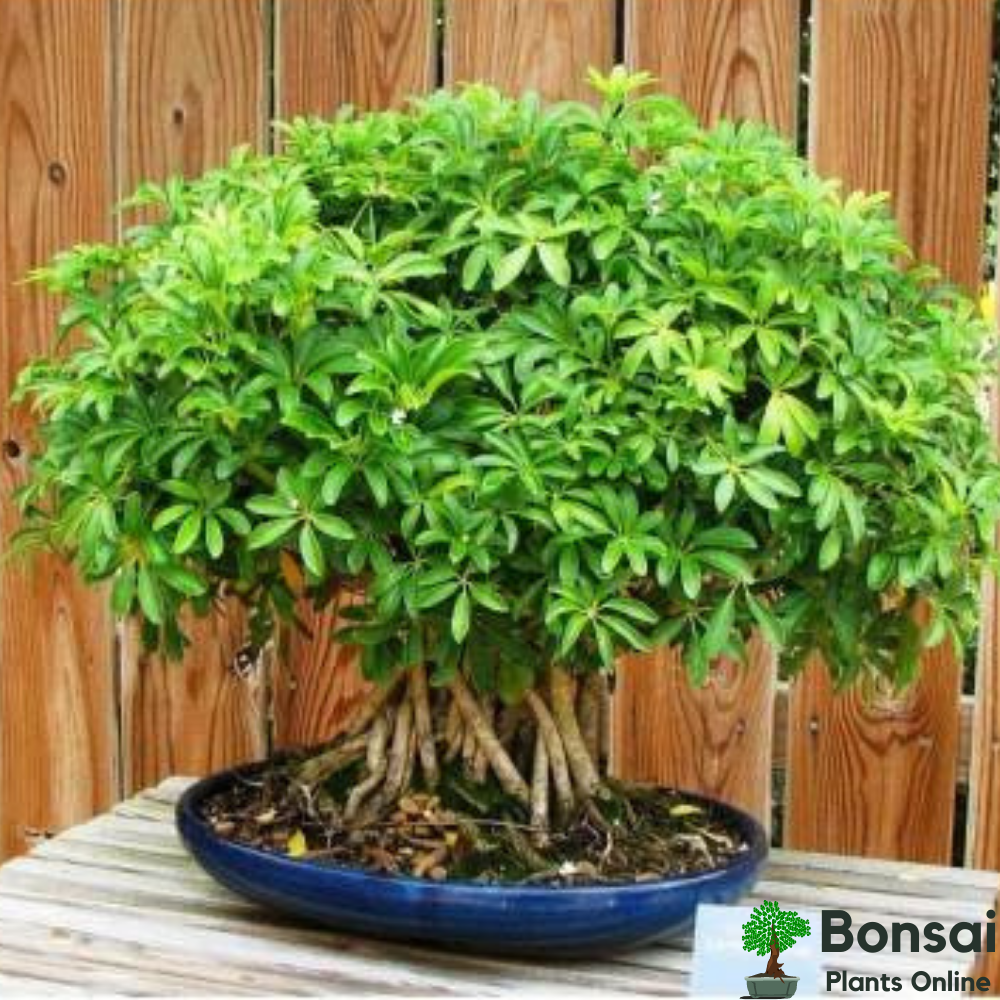 Beautiful Schefflera bonsai for tropical looks indoor