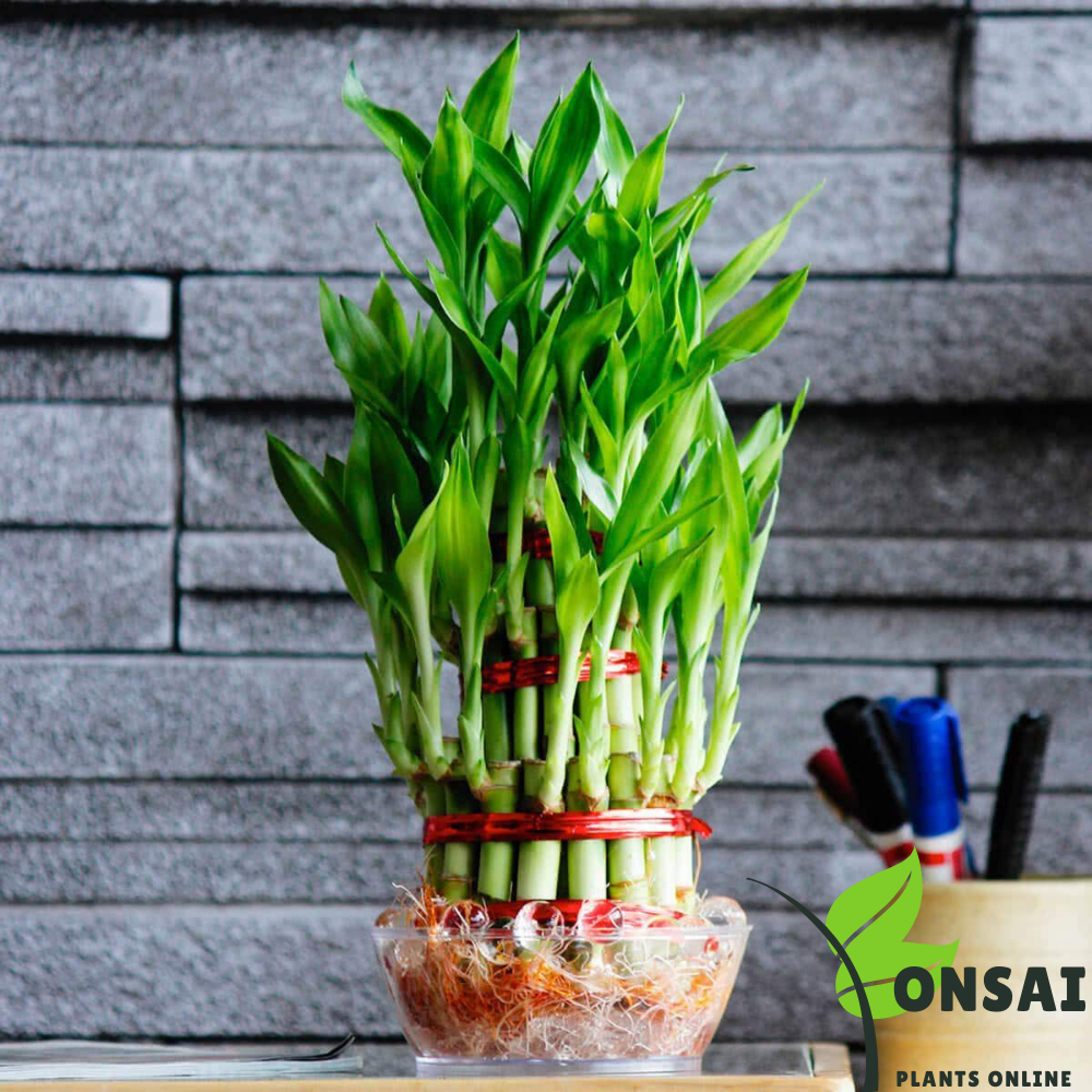 Elegant-looking 3 layered lucky bamboo bonsai