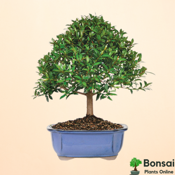 Get the beautifully flowering Brush Cherry bonsai