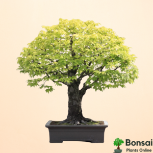 Get the beautiful Japanese Elm bonsai indoors