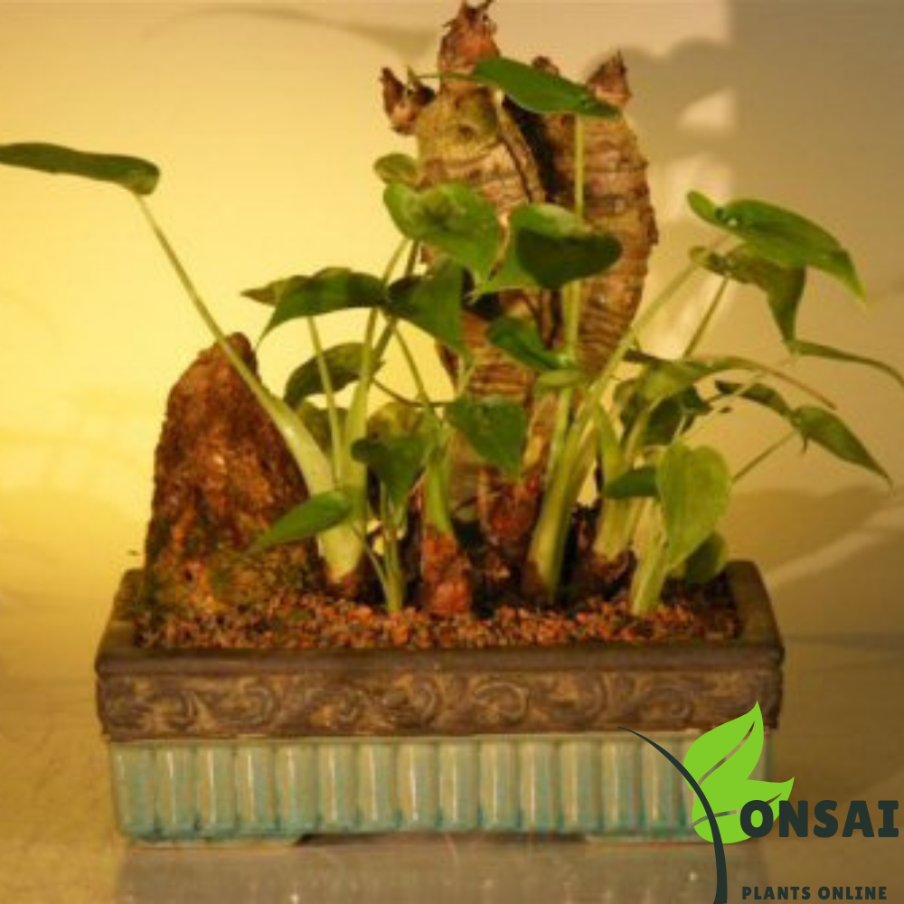 Beautiful and rare Buddha's Ear bonsai