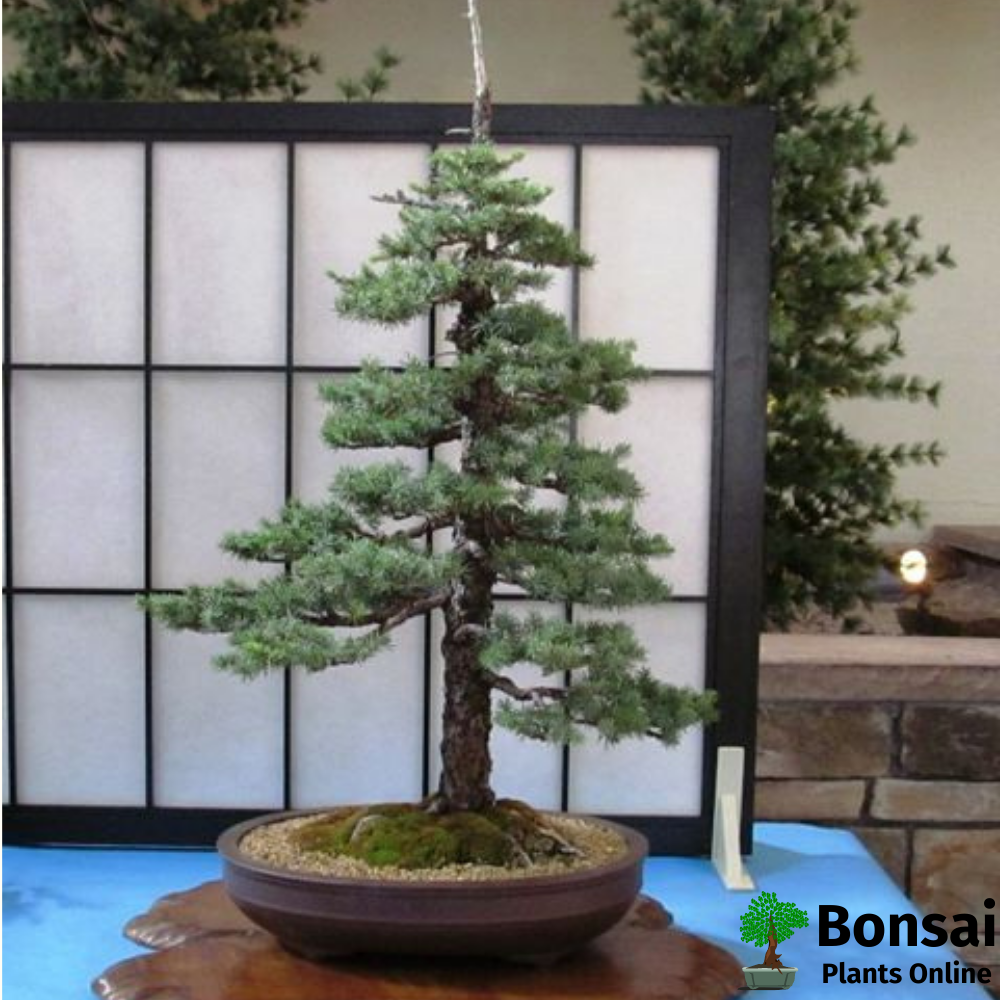 Enchanting Spruce bonsai tree