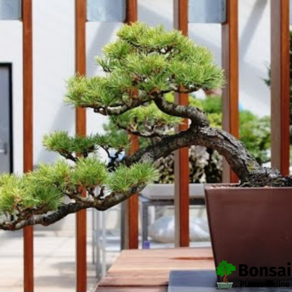 Get the Cedar bonsai tree