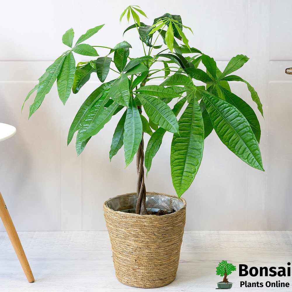 Auspicious Money tree bonsai