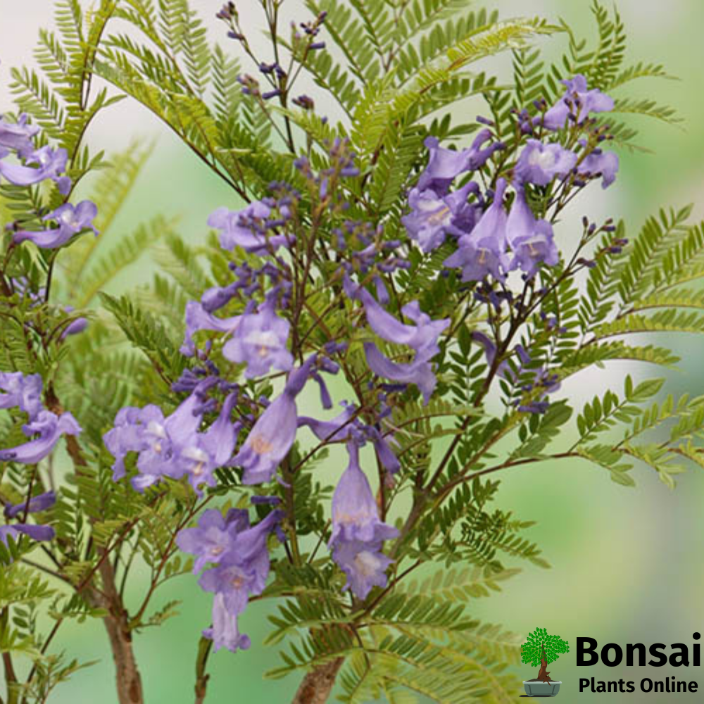 Elegant-looking Jacaranda bonsai tree