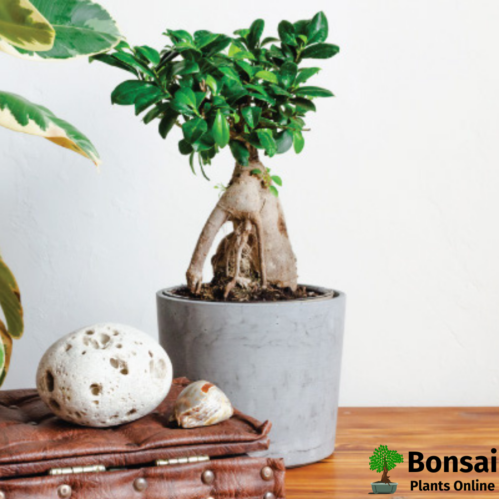 Stunning looks of Ficus microcarpa bonsai