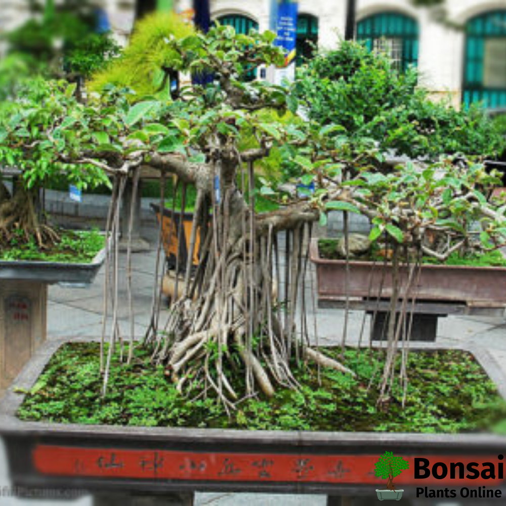 Beautiful weeping Ficus nejamina bonsai