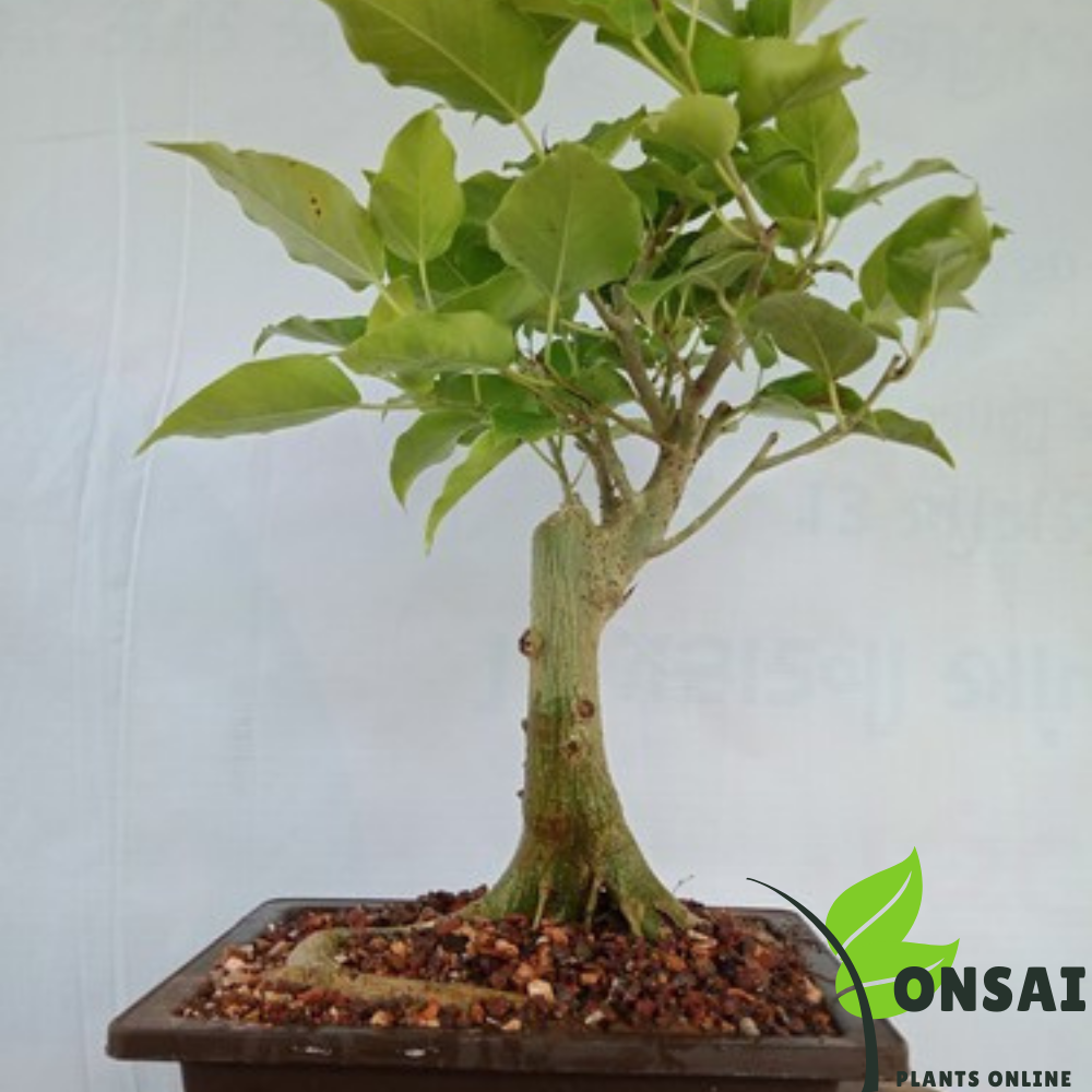 Sacred Peepal tree bonsai