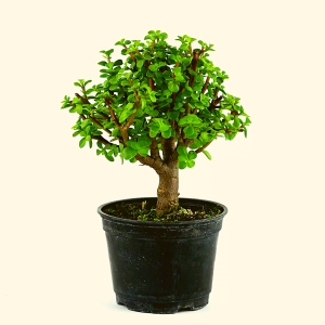 Jade plant bonsai