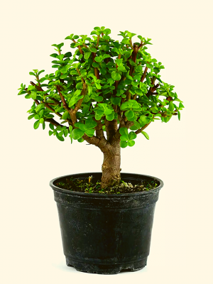 Jade plant bonsai