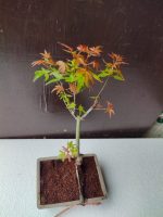 japanese maple bonsai