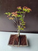 japanese maple bonsai