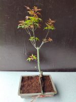 japanese maple bonsai