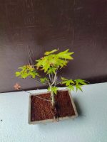 Japanese Red Maple Bonsai