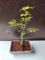 japanese maple bonsai