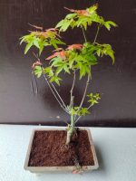japanese maple bonsai