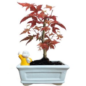 maple bonsai tree