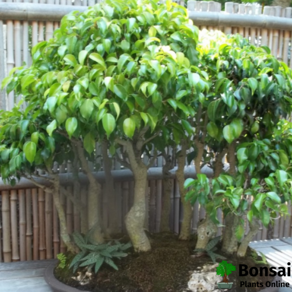 Get the Ficus benjamina bonsai