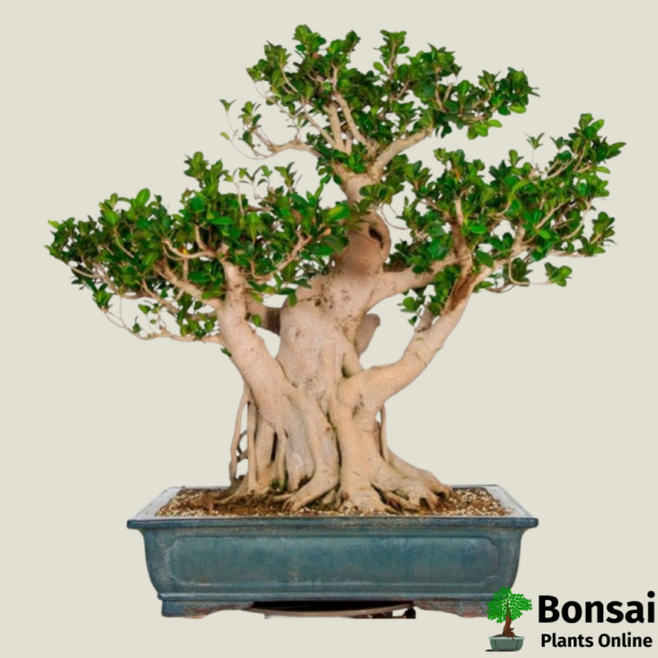 Get the Ficus panda bonsai