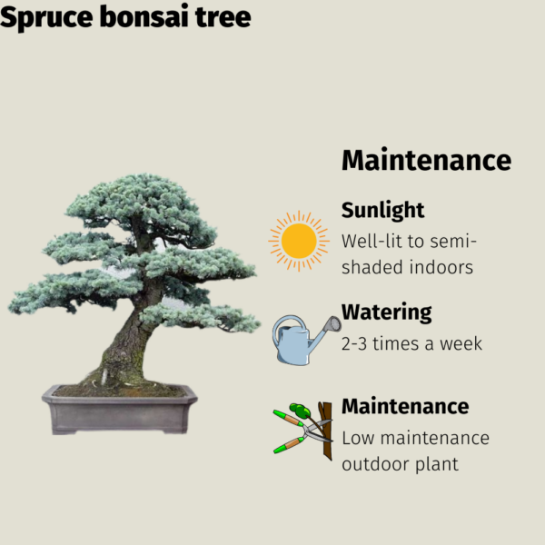 Get the Spruce Bonsai Tree