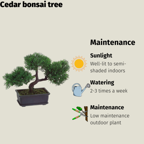 Get the Cedar bonsai tree