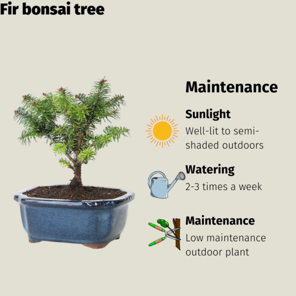 Get the Fir bonsai tree