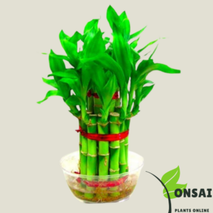 Get the 2 layered lucky bamboo bonsai