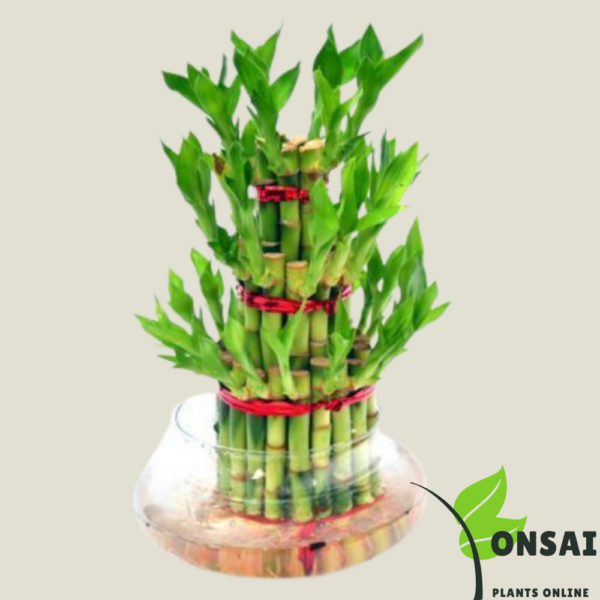 Get the 3 layered lucky bamboo bonsai