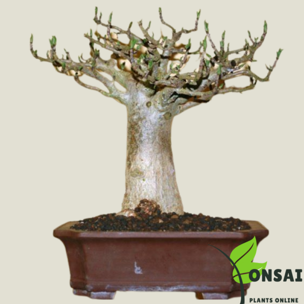 Get the Baobab bonsai