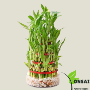 Get the 7 layered lucky bamboo bonsai