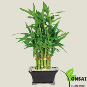 Get the straight layer bamboo bonsai