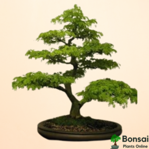 Get the beautiful Brazilian Rain Tree bonsai