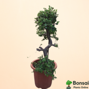 Get the beautiful 12 years oldJade bonsai