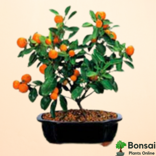 Get tangy fruits with the indoor Orange bonsai