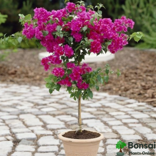 Get the flowering Bougainvillea bonsai