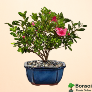 Get the beautiful Hibiscus bonsai