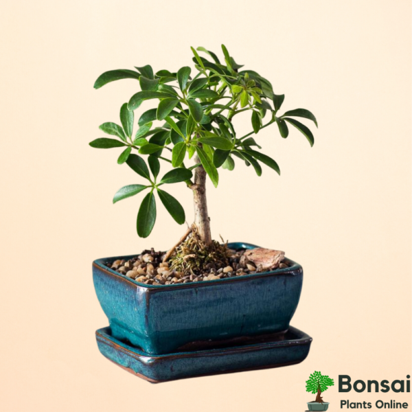 Get the beautiful Schefflera bonsai for your indoors