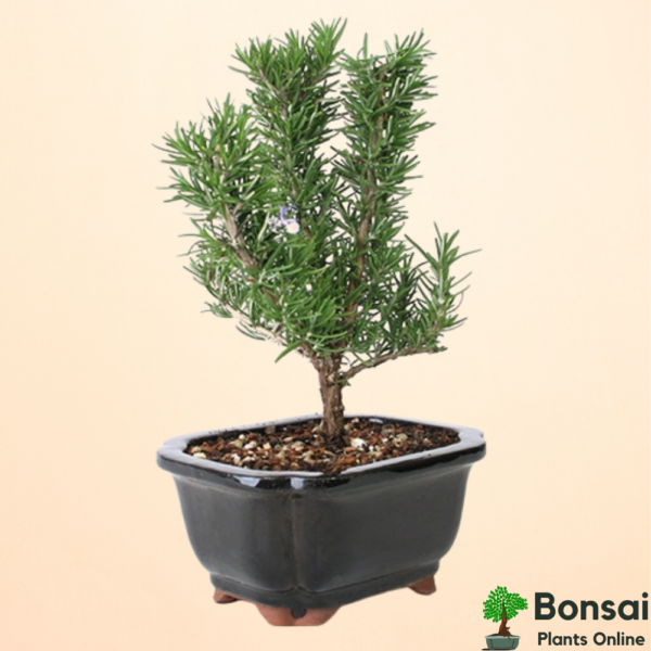 Get the beautiful and herbal Rosemary bonsai plant