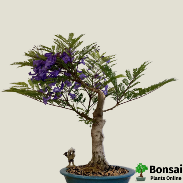 Get the Jacaranda bonsai tree