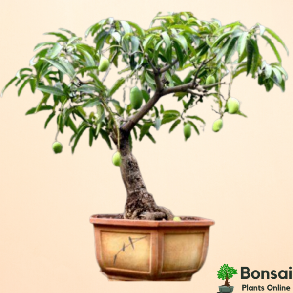 Get the fruit-bearing Mango bonsai for your kitchen gardens