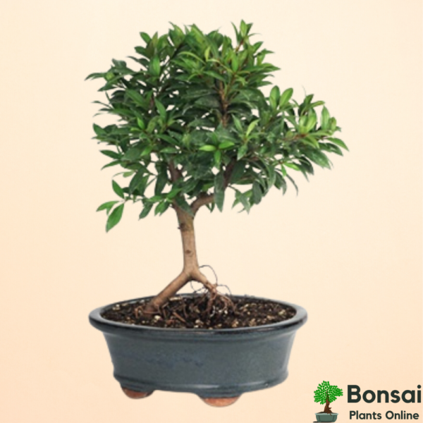 Get the beautifully flowering Brush Cherry bonsai