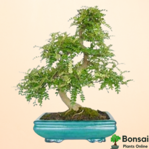 Get the aromatic and fruit-bearing Chinese Pepper bonsai