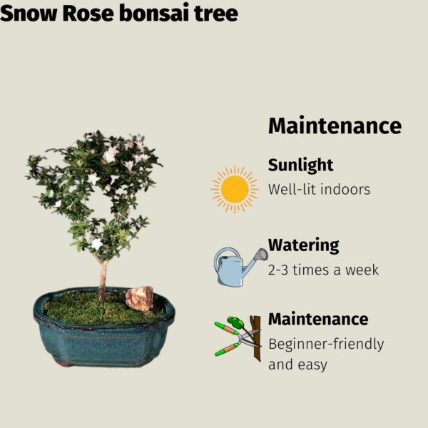 Get the Snow Rose bonsai tree