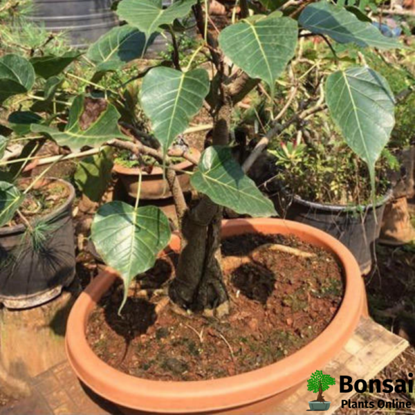 Get the Ficus religiosa bonsai