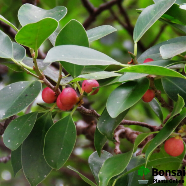 Get the Ficus microcarpa bonsai