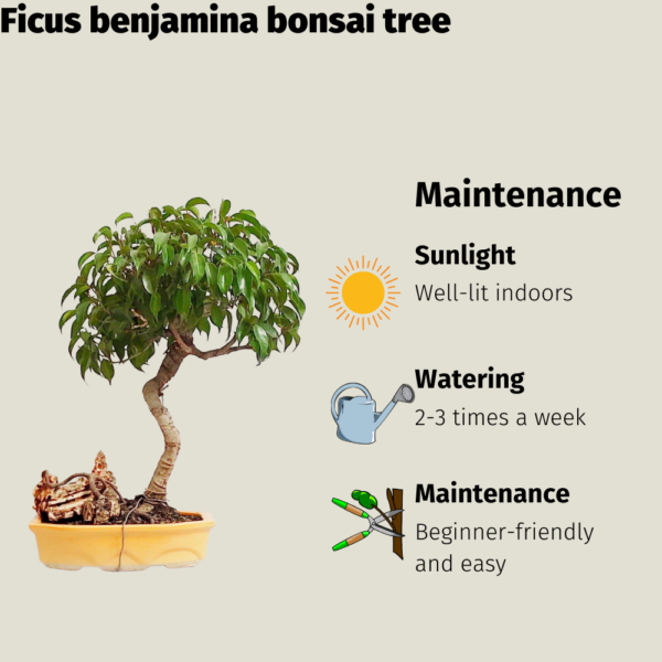 Get the Ficus benjamina bonsai