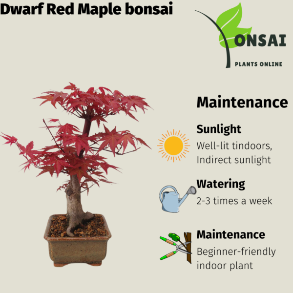 Get the dwarf Red Maple bonsai