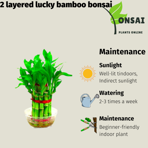 Get the 2 layered lucky bamboo bonsai