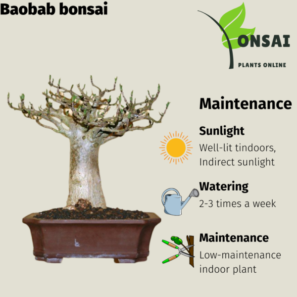 Get the Baobab bonsai