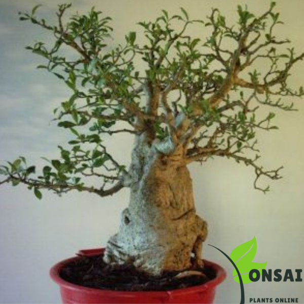 Get the Baobab bonsai